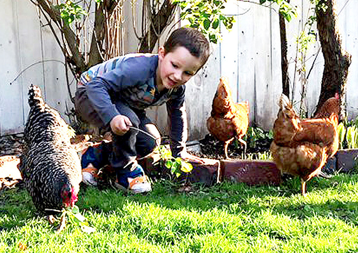 CHICKEN ORDINANCES